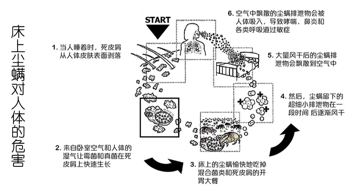 螨虫导致人体过敏的过程图