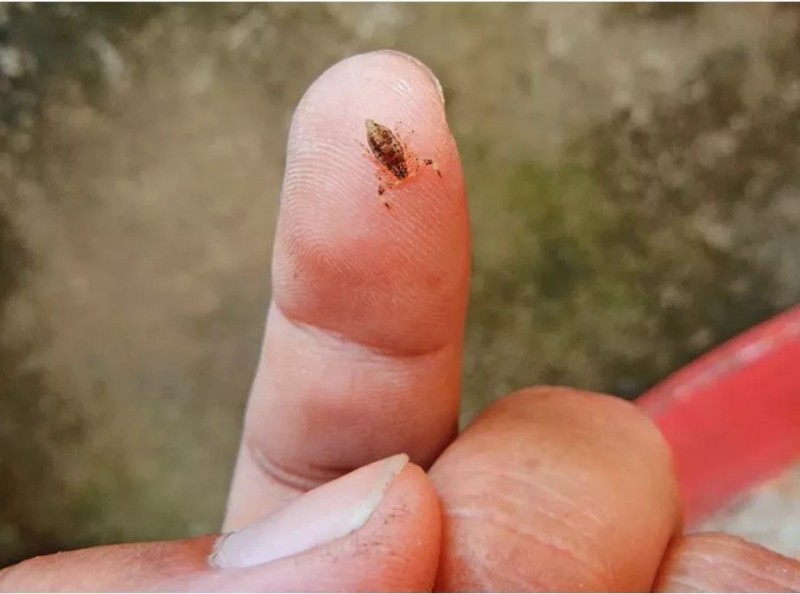 地球上最小的虫