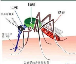 居家虫害防制宝典——蚊