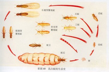 我家是钢筋混凝土结构，也会遭受白蚁危害吗？